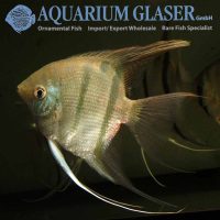 Leopoldo Angelfish S/M - Wild (min. 6 pcs)