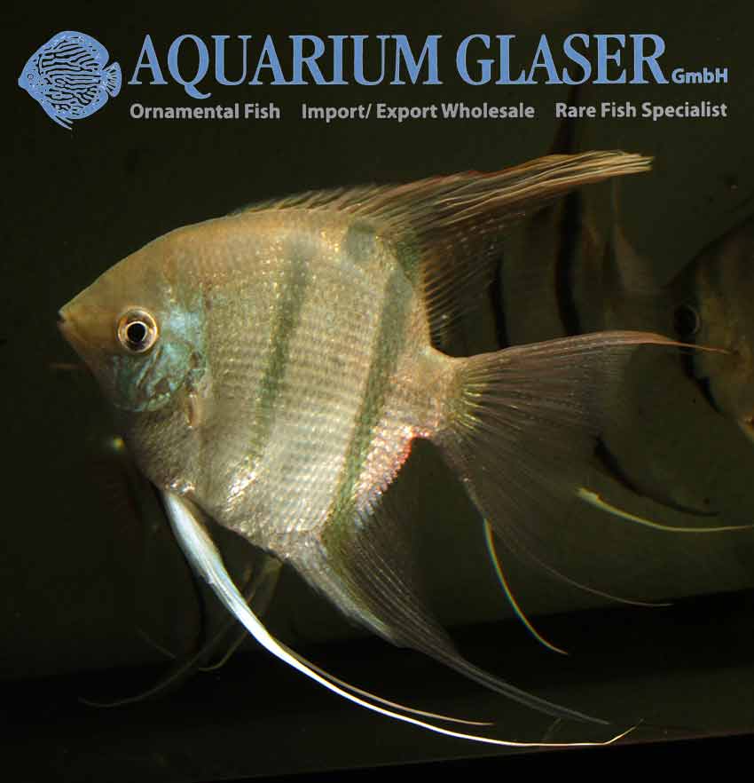 Leopoldo Angelfish S/M - Wild (min. 6 pcs)