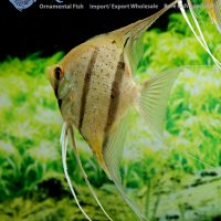 Angelfish - Red Spot Peru XL - Wild (min. 2 pcs)