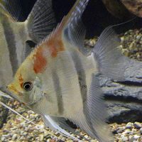 Angelfish - Manacapuru Redback M/L (min. 5 pcs)