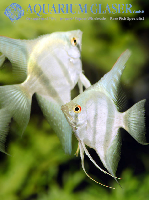 Angelfish - Belem Sly Blue M/L (min. 7 pcs) - Image 8