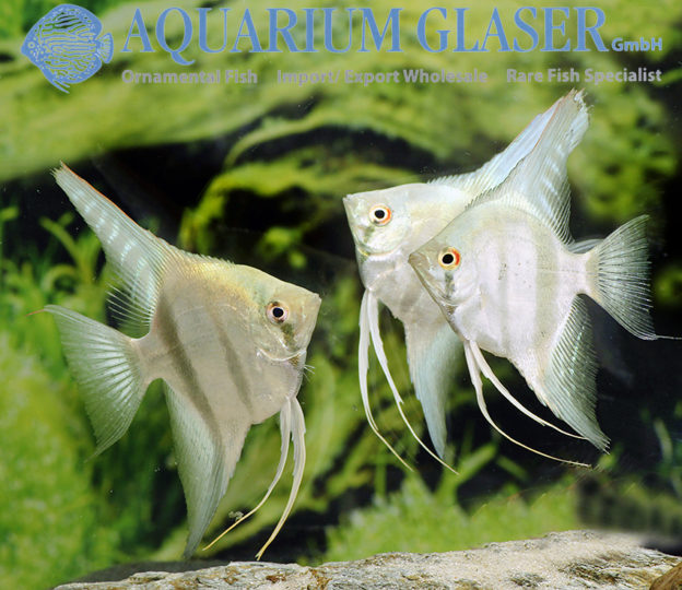 Angelfish - Belem Sly Blue M/L (min. 7 pcs) - Image 5