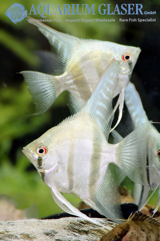 Angelfish - Belem Sly Blue M/L (min. 7 pcs) - Image 4