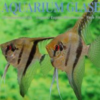 Angelfish - Rio Nanay Type 3 M/L (min. 6 pcs)