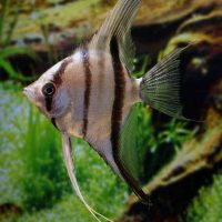Angelfish - Rio Xingu L - Wild (min. 2 pcs)