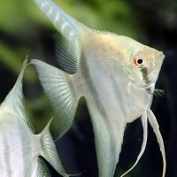 Angelfish - Belem Sly Blue M/L (min. 7 pcs)