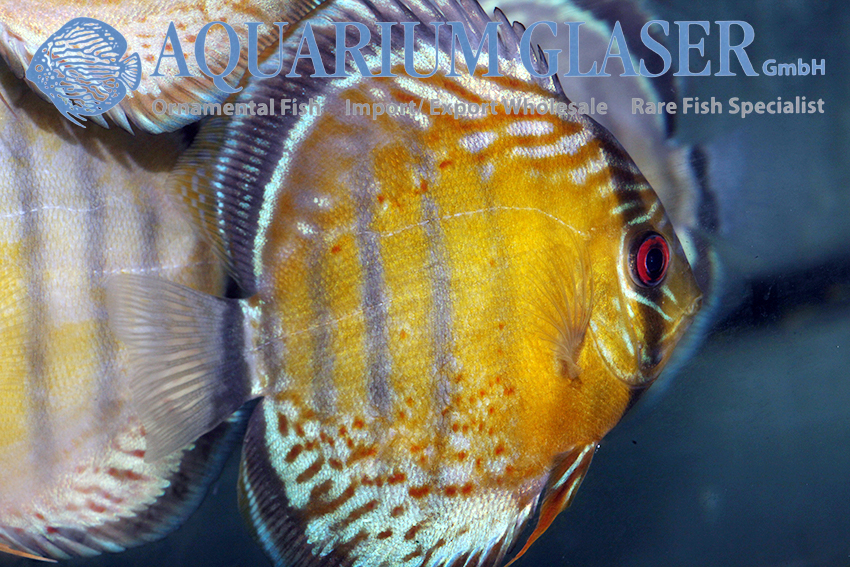 Green Tefé Discus - Wild M (min. 2 pcs) - Image 2