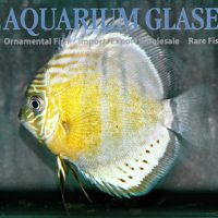 Green Tefé Discus - Wild M (min. 2 pcs)