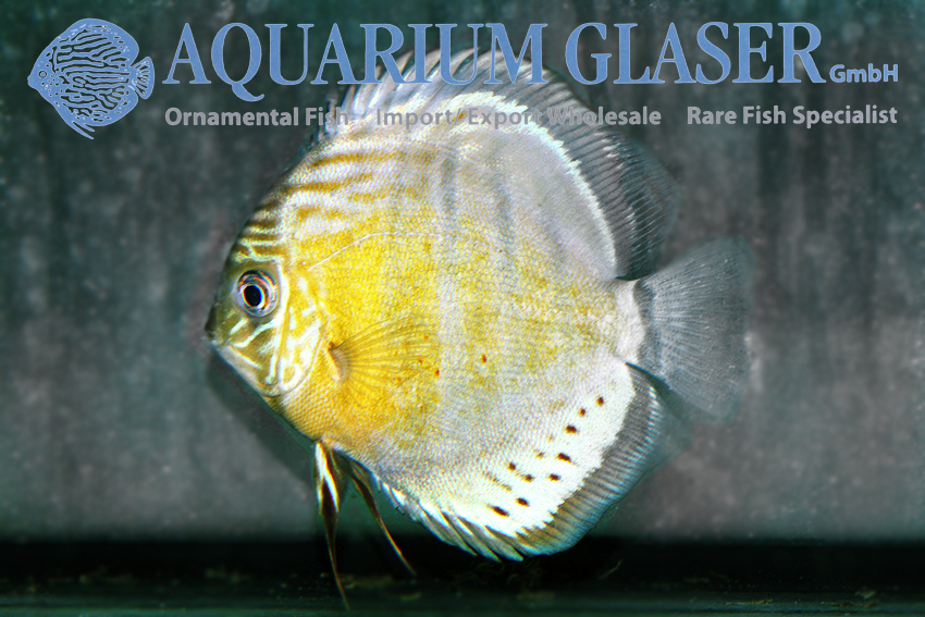 Green Tefé Discus - Wild M (min. 2 pcs)