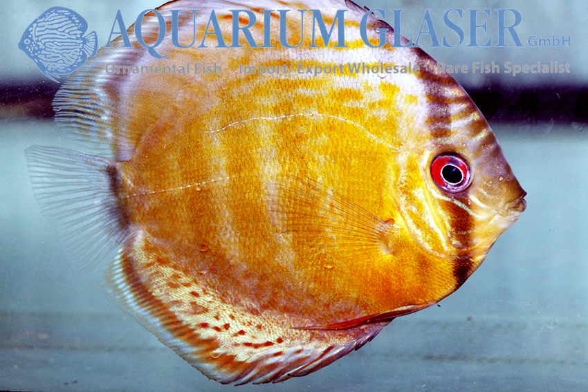 Green Tefé Discus - Wild M (min. 2 pcs) - Image 3