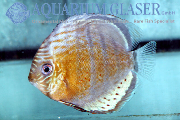 Green Tefé Discus - Wild M (min. 2 pcs) - Image 4