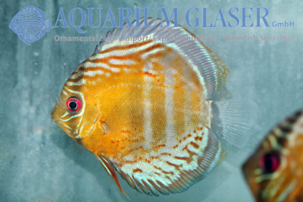 Green Tefé Discus - Wild M (min. 2 pcs) - Image 5