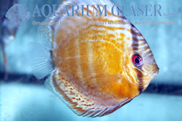 Green Tefé Discus - Wild M (min. 2 pcs) - Image 6