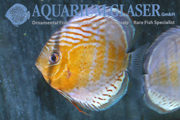 Green Tefé Discus - Wild M (min. 2 pcs) - Image 7