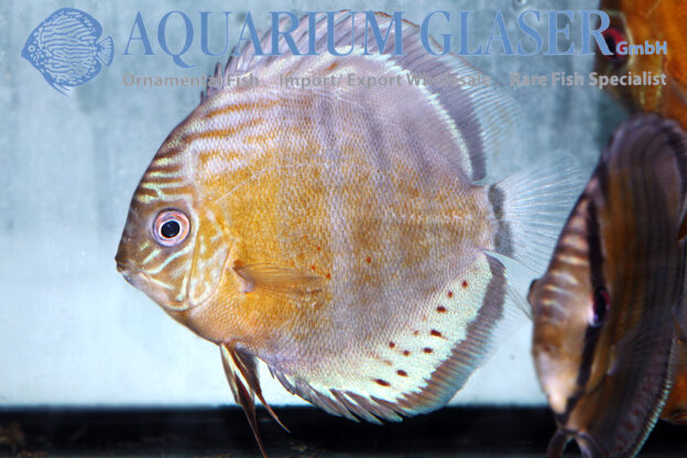 Green Tefé Discus - Wild M (min. 2 pcs) - Image 8