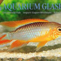 Agassiz’s Apisto - Fire Red L (min. 15 pcs)