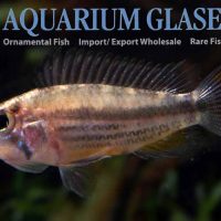 Cockatoo Apisto M/L - Wild (min. 15 pcs)
