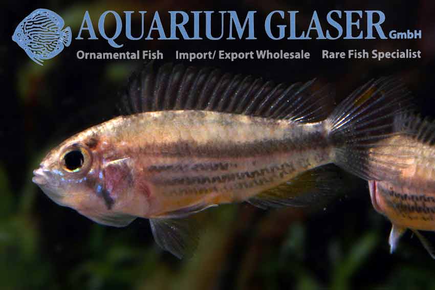 Cockatoo Apisto M/L - Wild (min. 15 pcs)