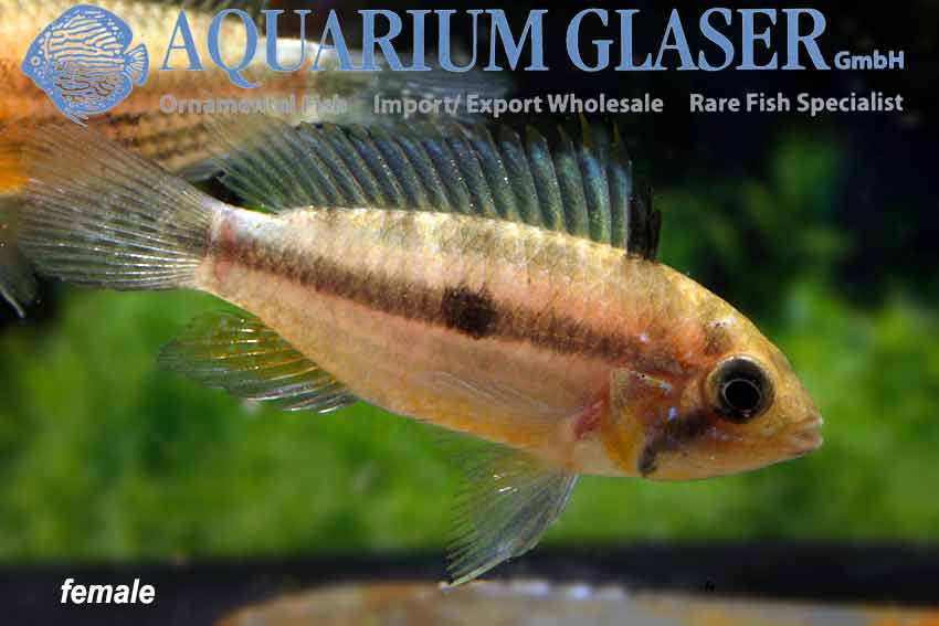 Cockatoo Apisto M/L - Wild (min. 15 pcs) - Image 4