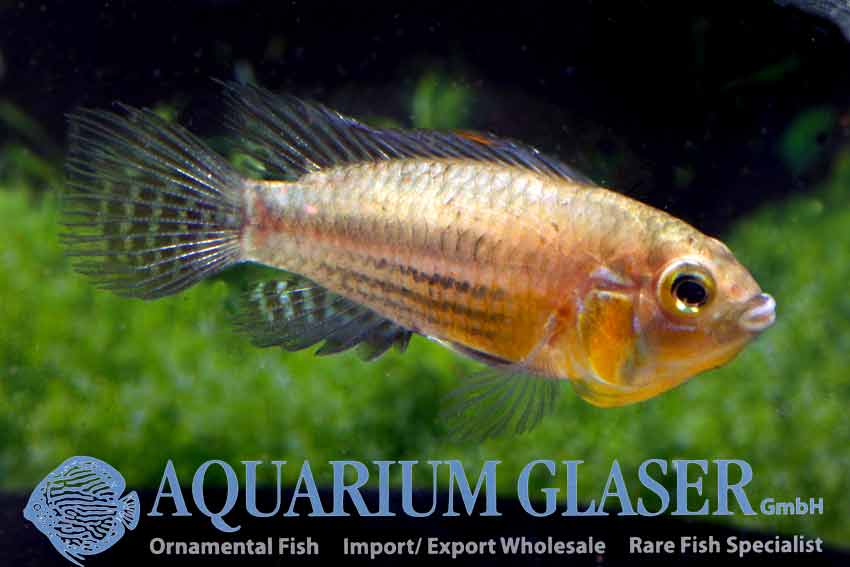 Cockatoo Apisto M/L - Wild (min. 15 pcs) - Image 3