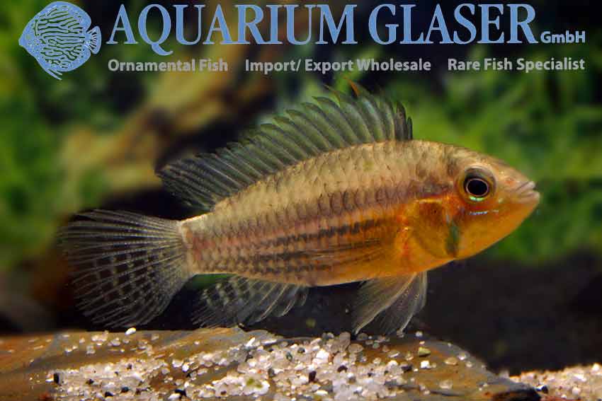 Cockatoo Apisto M/L - Wild (min. 15 pcs) - Image 2