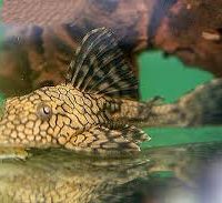 L037 Honeycomb Pleco M (min. 3 pcs)