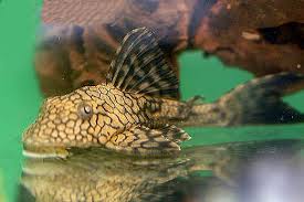 L037 Honeycomb Pleco M (min. 3 pcs)