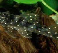 L004 Angelicus Pleco S/M (min. 2 pcs)