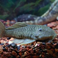 L056 Chubby Pleco M (min. 3 pcs)