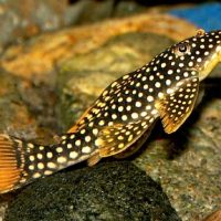 L014 Goldie Pleco M - Wild (min. 2 pcs)