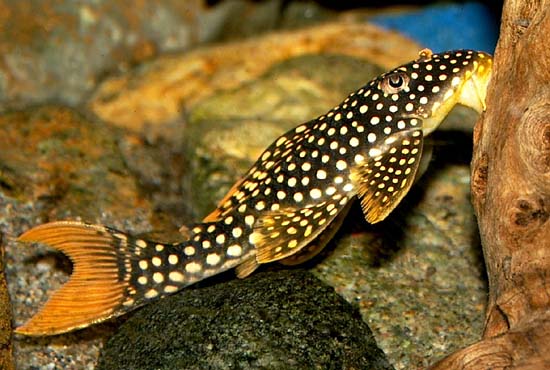 L014 Goldie Pleco M - Wild (min. 2 pcs)