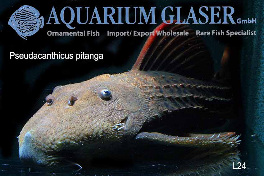 L024 Redfin Cactus Pleco S (min. 2 pcs) - Image 3