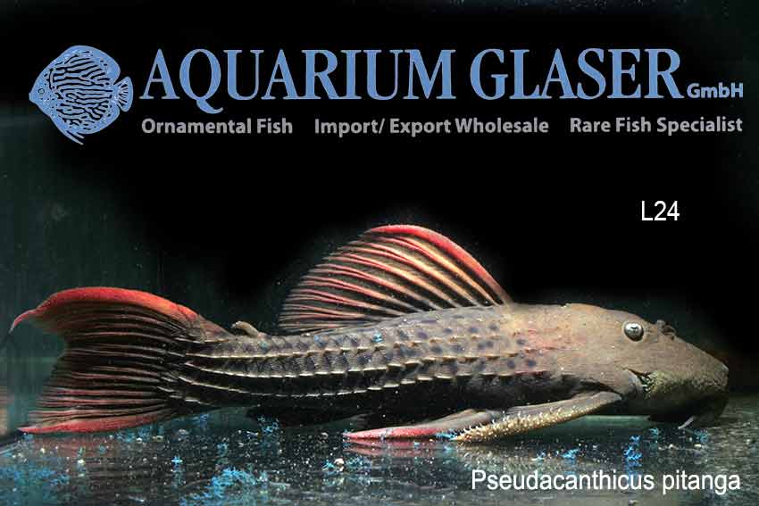 L024 Redfin Cactus Pleco S (min. 2 pcs) - Image 2