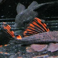 L091 Three Beacon Pleco S (min. 2 pcs)