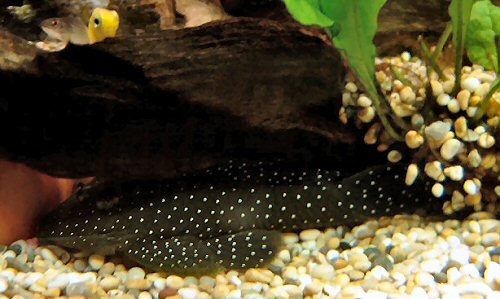 L030 Peppermint Pleco M (min. 2 pcs) - Image 2