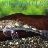 LDA25 Pitbull Pleco M (min. 18 pcs)