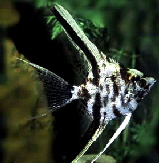 Angelfish - Marble M (min. 16 pcs)