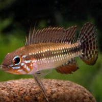 Elizabeth's Apisto M/L - Wild (min. 10 pcs)