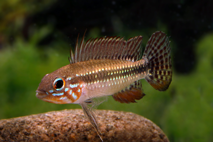 Elizabeth's Apisto M/L - Wild (min. 10 pcs)