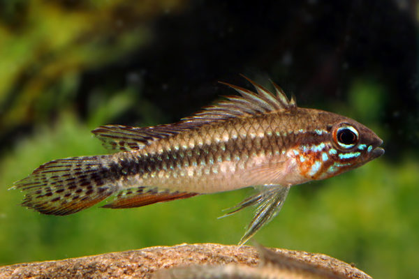 Elizabeth's Apisto M/L - Wild (min. 10 pcs) - Image 5