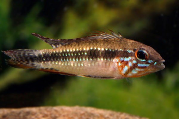 Elizabeth's Apisto M/L - Wild (min. 10 pcs) - Image 4