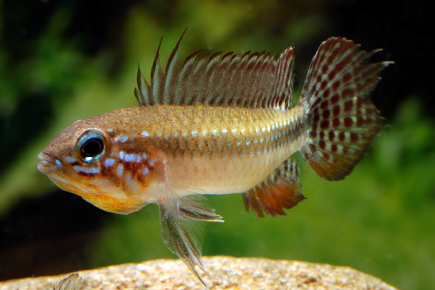 Elizabeth's Apisto M/L - Wild (min. 10 pcs) - Image 2