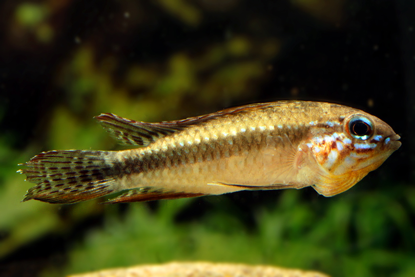 Elizabeth's Apisto M/L - Wild (min. 10 pcs) - Image 3