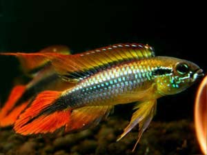 Agassiz’s Apisto - Double Red L (min. 15 pcs) - Image 2