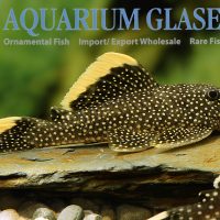 L081 Fine Spot Gold Nugget Pleco M (min. 2 pcs)