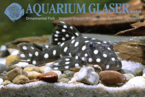 LDA33 Big White Spot Pleco M (min. 2 pcs) - Image 6