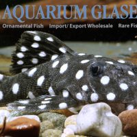 LDA33 Big White Spot Pleco M (min. 2 pcs)