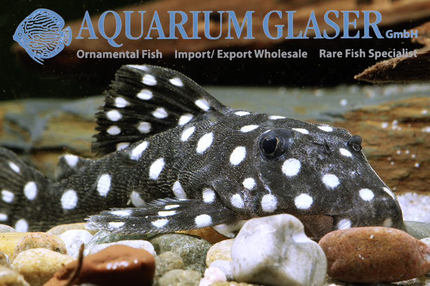 LDA33 Big White Spot Pleco M (min. 2 pcs)