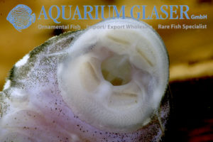 LDA33 Big White Spot Pleco M (min. 2 pcs) - Image 5