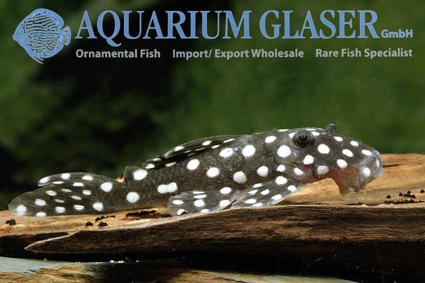 LDA33 Big White Spot Pleco M (min. 2 pcs) - Image 4